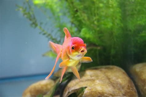 易養魚|適合新手養魚品種 : 6種入門淡水魚